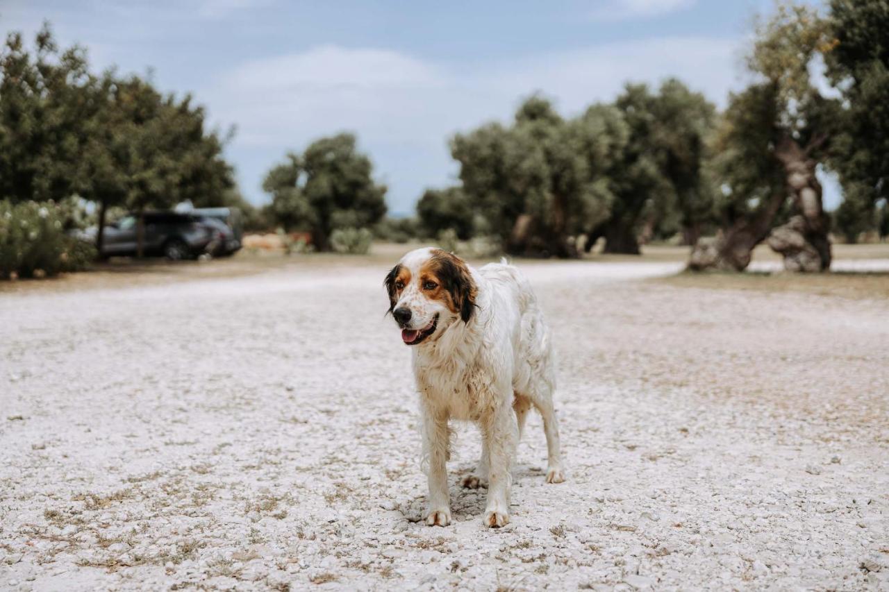 Masseria Garrappa ファザーノ エクステリア 写真